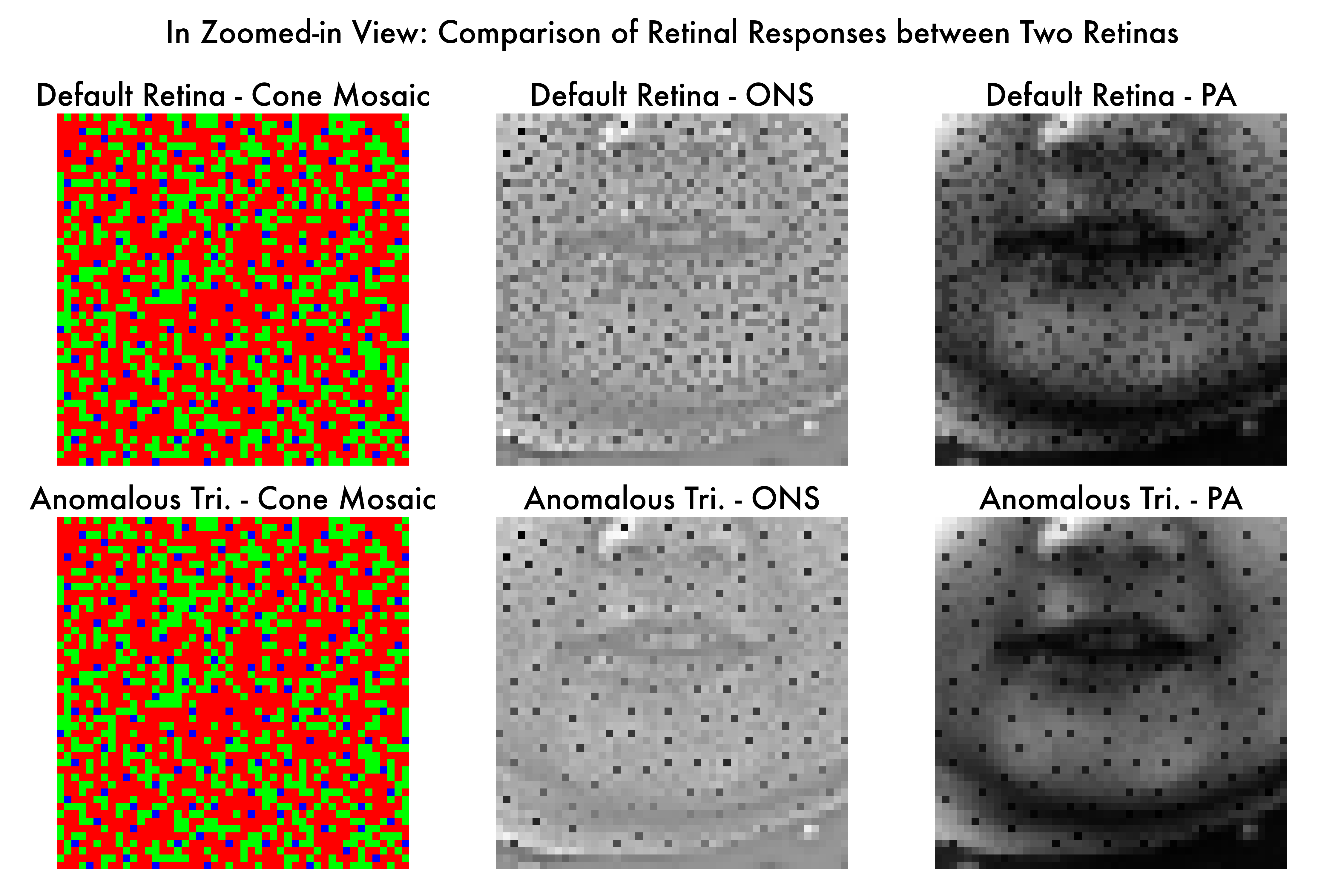 Retinal Responses Comparison