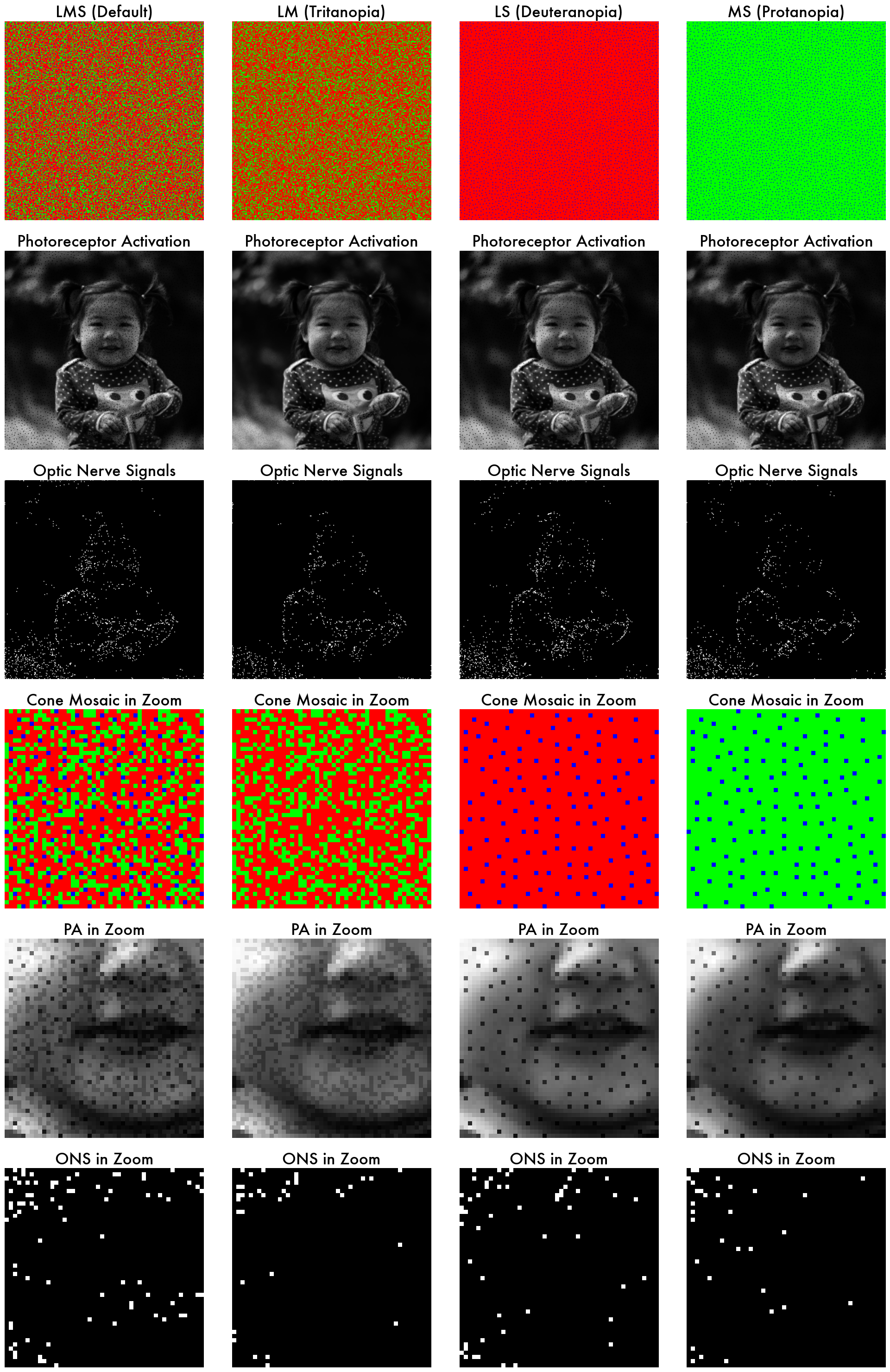 Photoreceptor Activation Comparison